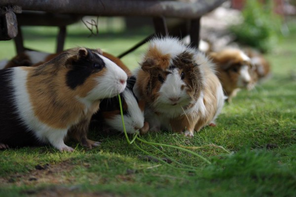 7 Buah Disarankan Diberikan untuk Guinea Pig, Lebih Sehat