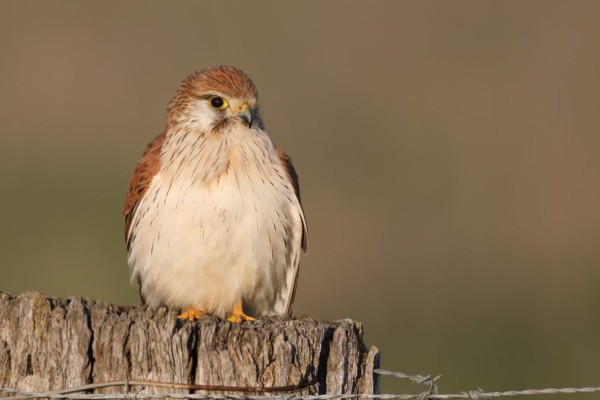 5 Fakta Unik Alap-alap Layang, Predator Imut yang Mirip Kolibri
