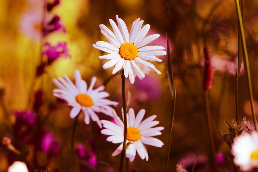 13 Fakta Unik Bunga Daisy Jarang Diketahui, Bisa Dikonsumsi!