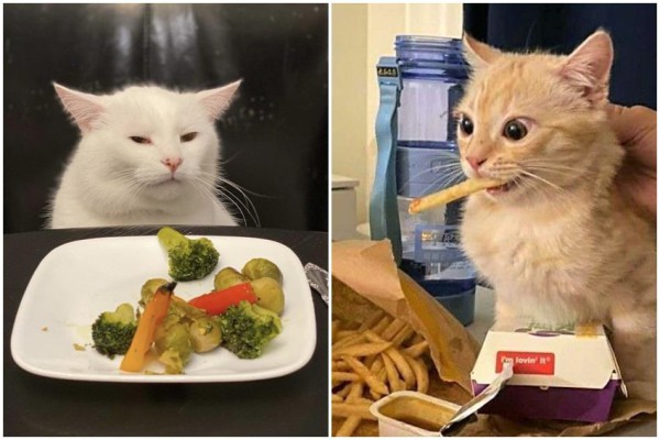 10 Ekspresi Kocak Kucing pas Lihat Makanan, Lucu Semua!