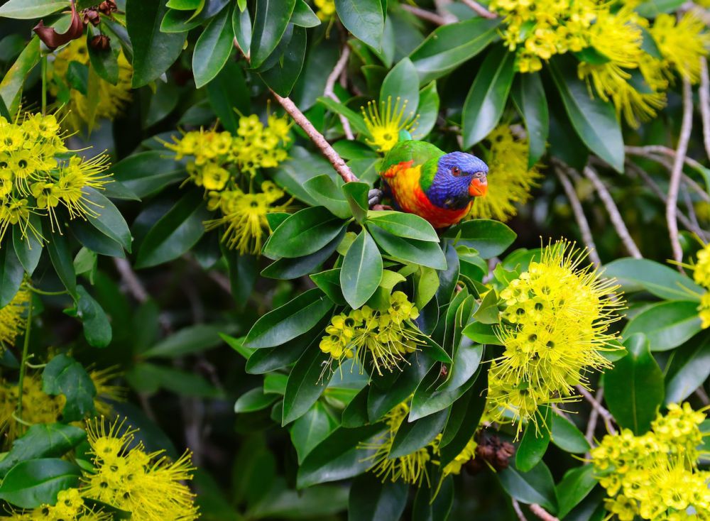 7 Fakta Rainbow Lorikeet, Nuri Cantik Pemakan Bunga dari Australia