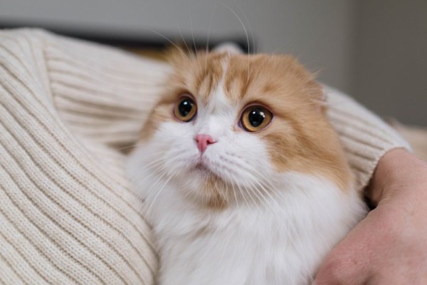 7 Bahasa Kucing yang Mengatakan Maaf pada Pemiliknya 