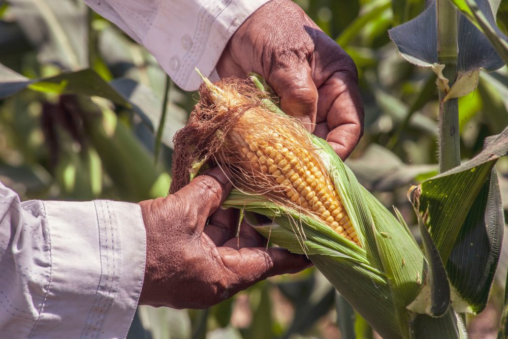 5 Rekomendasi Makanan Pengganti Nasi, Cocok untuk Diet