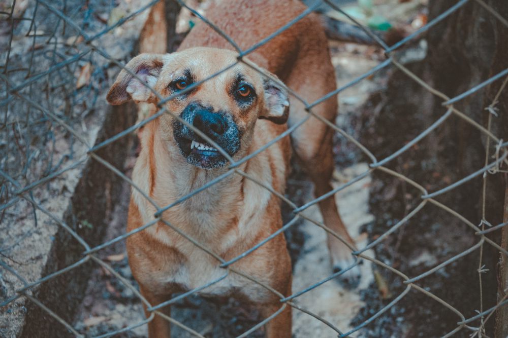 5 Warga Bima Digigit Anjing Suspek Rabies