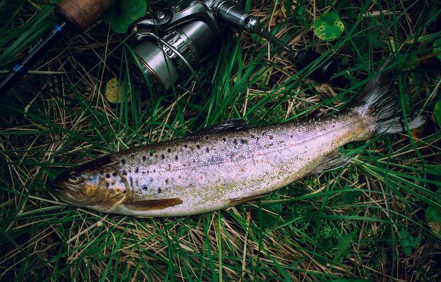 Wajib Dicoba, Resep Sarden Ikan Tongkol yang Ternyata Enak Banget