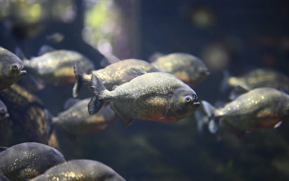 5 Fakta Sungai Amazon yang Perlu Kamu Tahu, Catat!