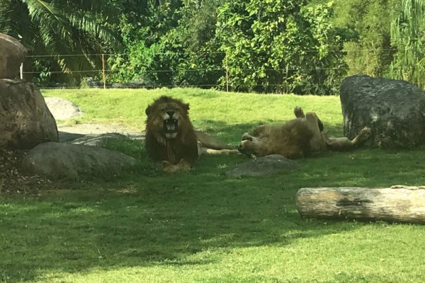 7 Fakta Unik Satwa, Singa Bukan Raja Hutan Lho