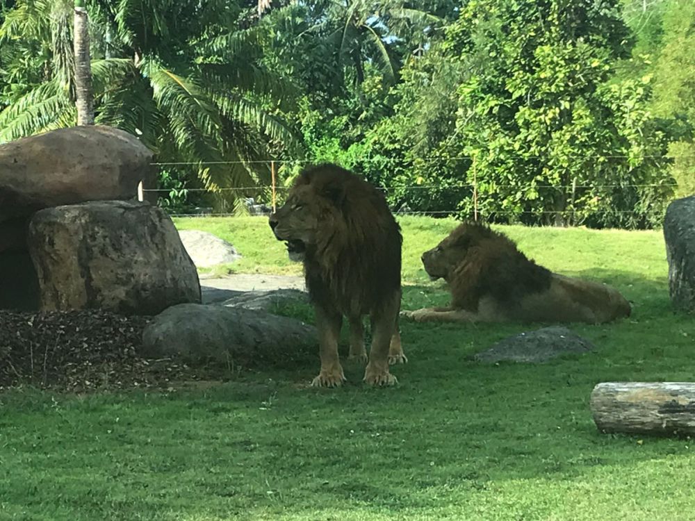 7 Fakta Unik Satwa, Singa Bukan Raja Hutan Lho