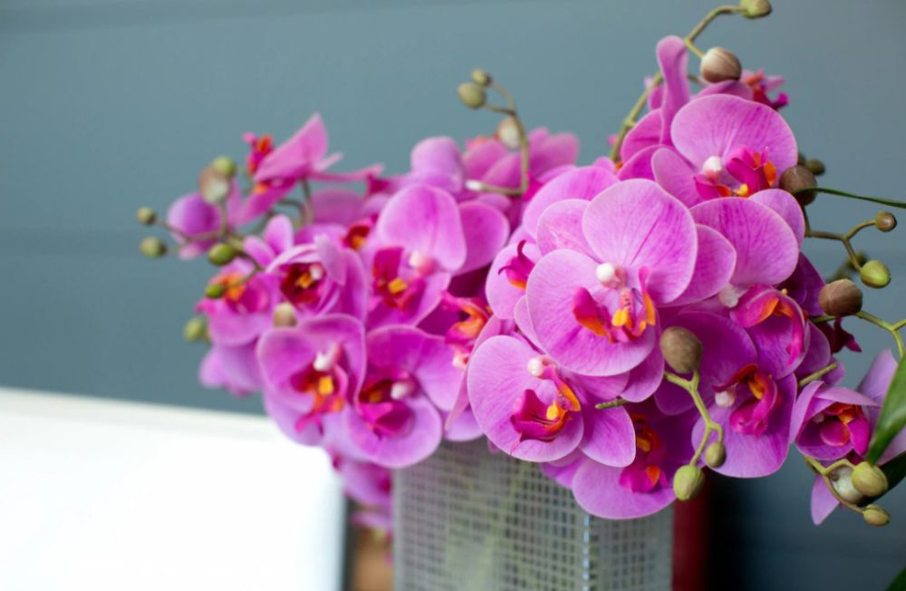 5 Bunga Lokal untuk Acara Spesial, Setiap Warna Ada Maknanya Lho