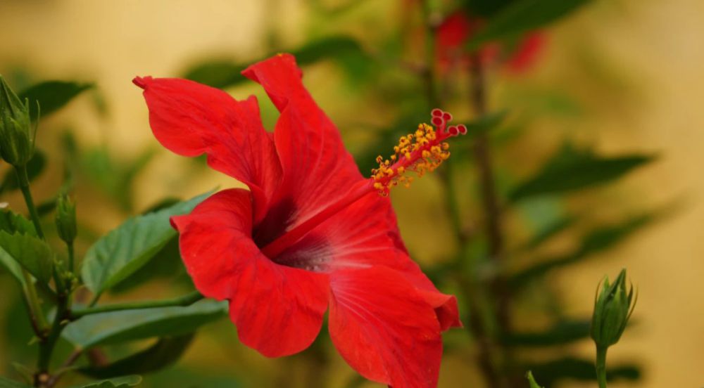5 Bunga Lokal untuk Acara Spesial, Setiap Warna Ada Maknanya Lho