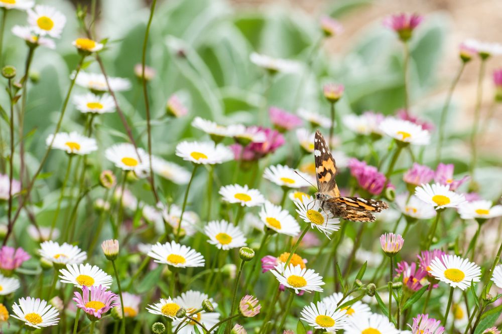 13 Fakta Unik Bunga Daisy Jarang Diketahui, Bisa Dikonsumsi!