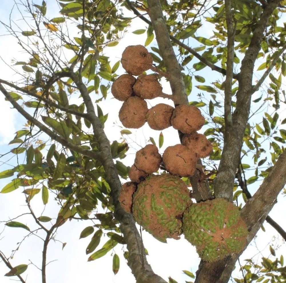 Fakta Unik tentang Durian Gundul Lombok yang Legit dan Manis