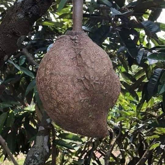 Fakta Unik tentang Durian Gundul Lombok yang Legit dan Manis