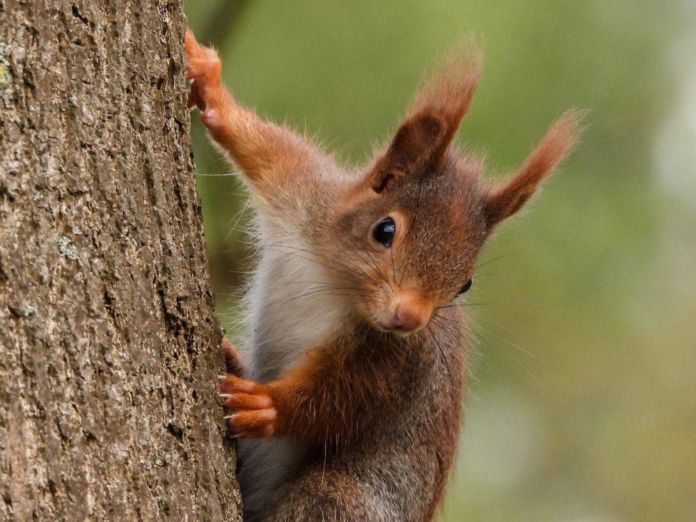 Fakta Unik Bajing Merah Gak Sengaja Bantu Hutan