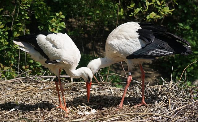 6 Fakta White Stork, Burung Bangau Putih Berumur Panjang!