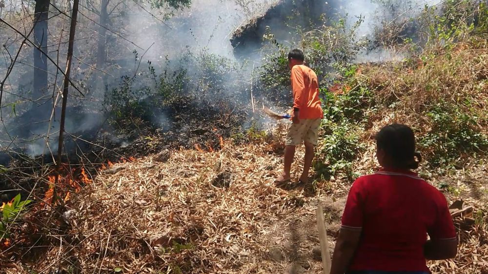 Habitat Satwa di Gunung Budeg Terancam Akibat Kebakaran Hutan