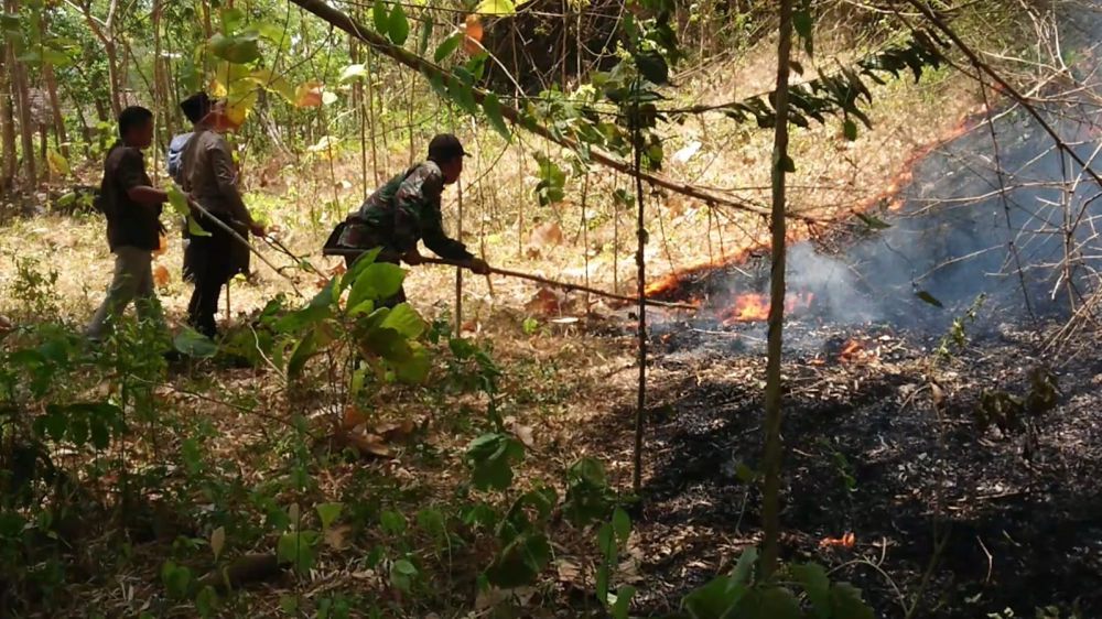 Habitat Satwa di Gunung Budeg Terancam Akibat Kebakaran Hutan