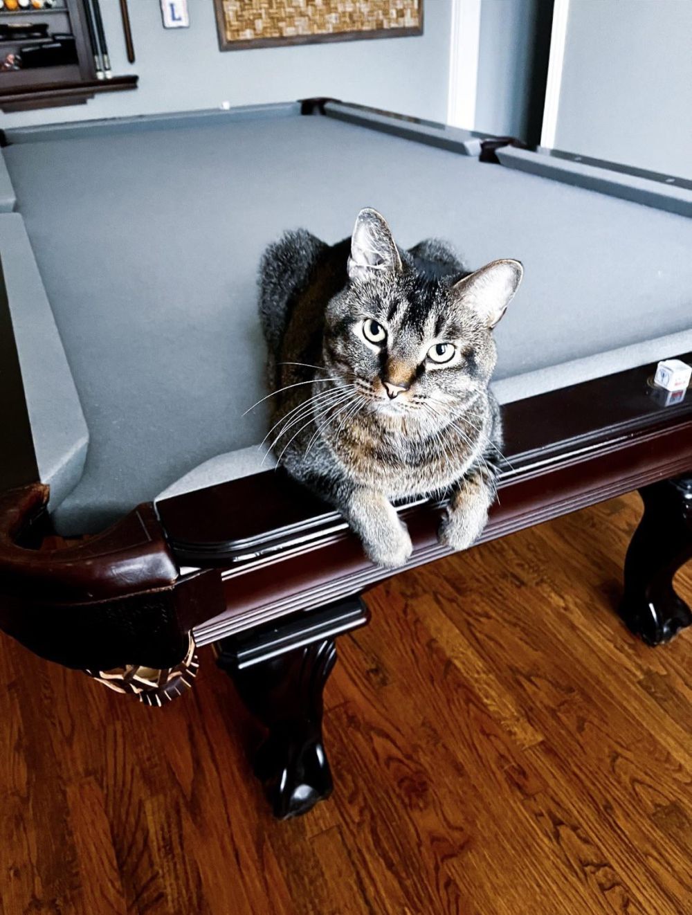 10 Foto Kucing Bersantai di Atas Meja Biliar, Malah Ngalangin Bola!
