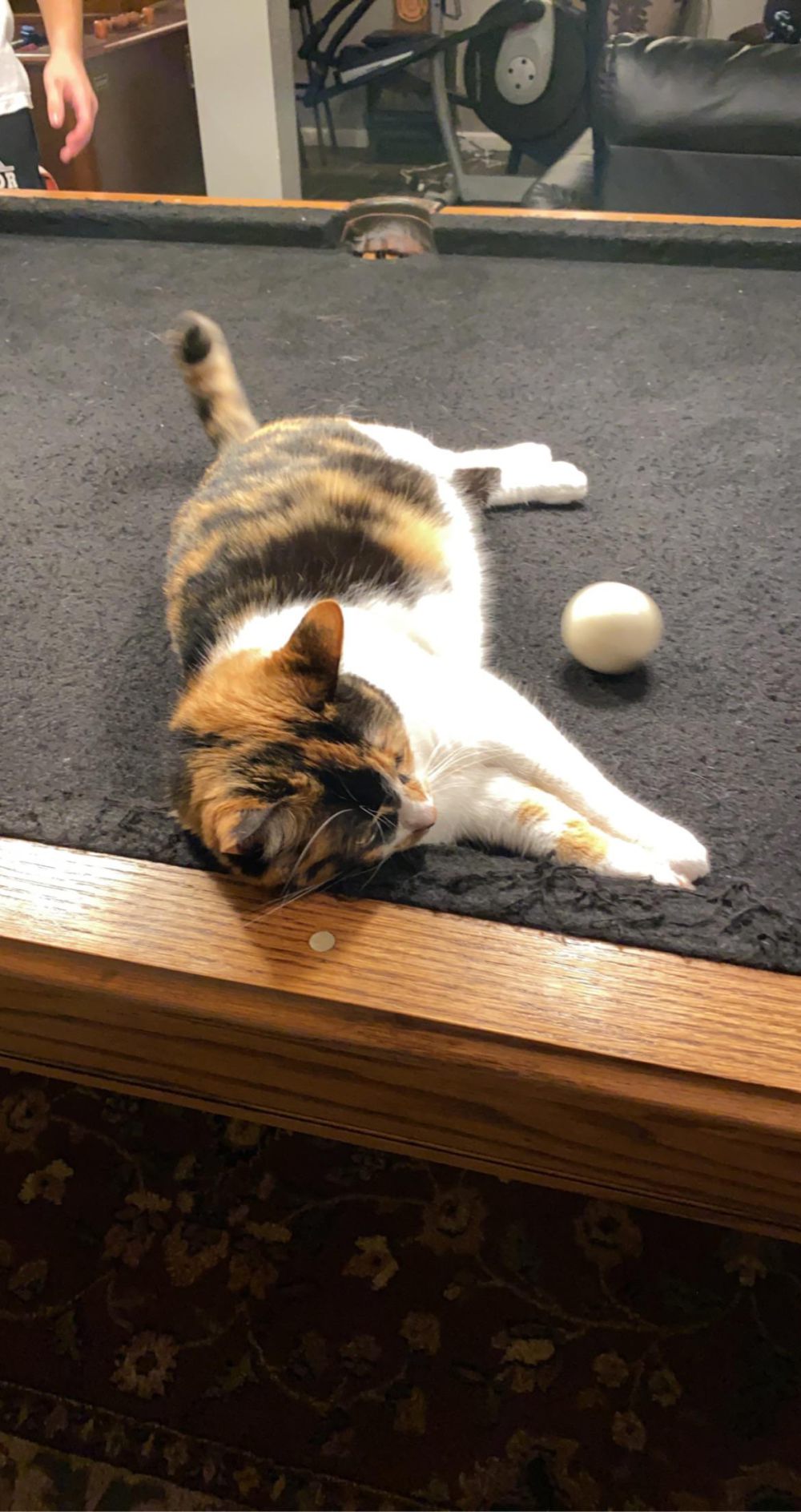 10 Foto Kucing Bersantai di Atas Meja Biliar, Malah Ngalangin Bola!