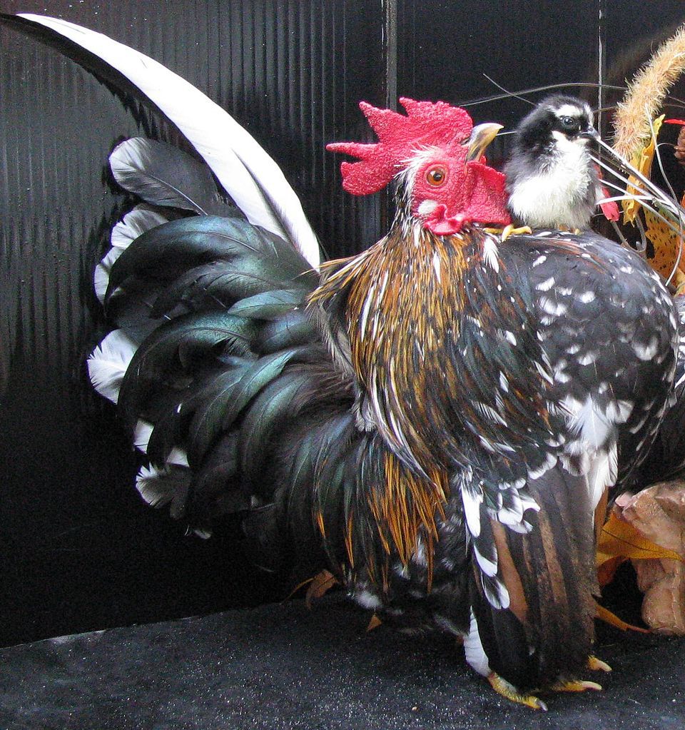 6 Fakta Ayam Serama, Ayam Terkecil di Dunia 