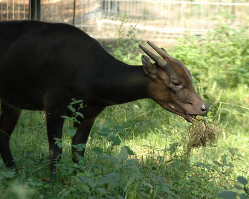 7 Fakta Menarik Anoa Hewan Endemik Yang Pemalu