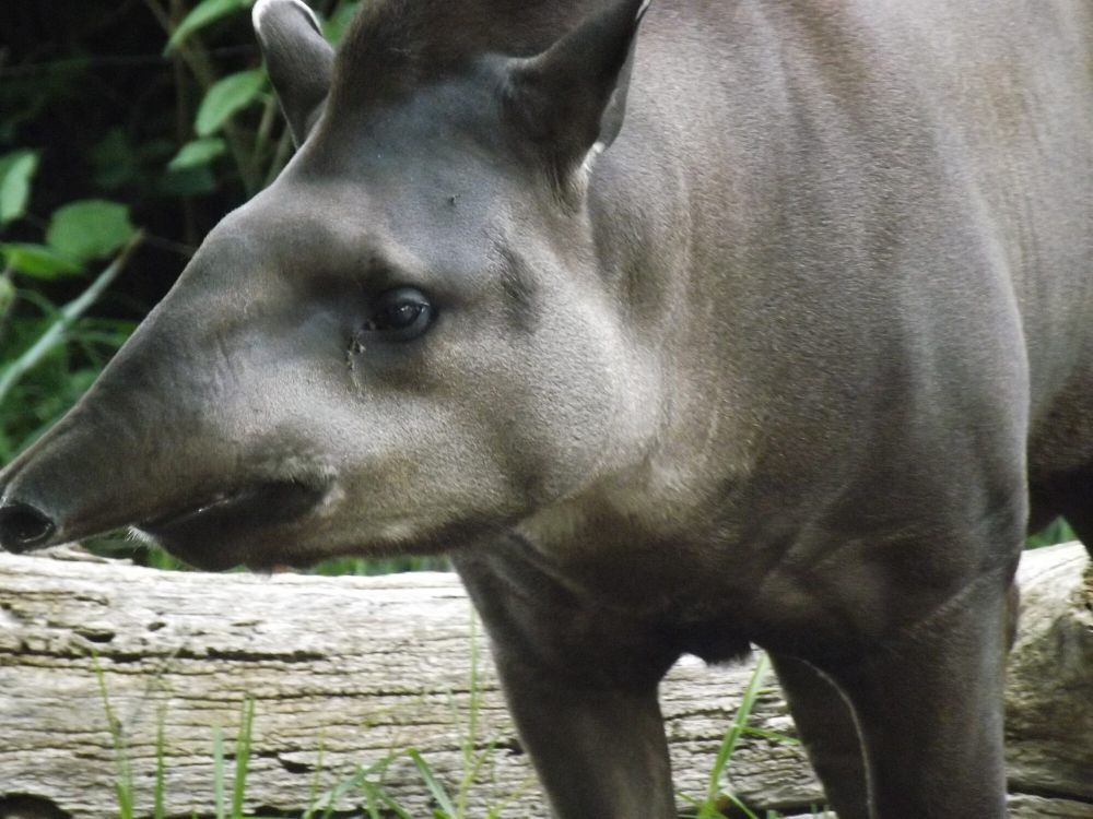 6 Fakta Tapir Baird, si Tukang Kebun Hutan yang Penyendiri