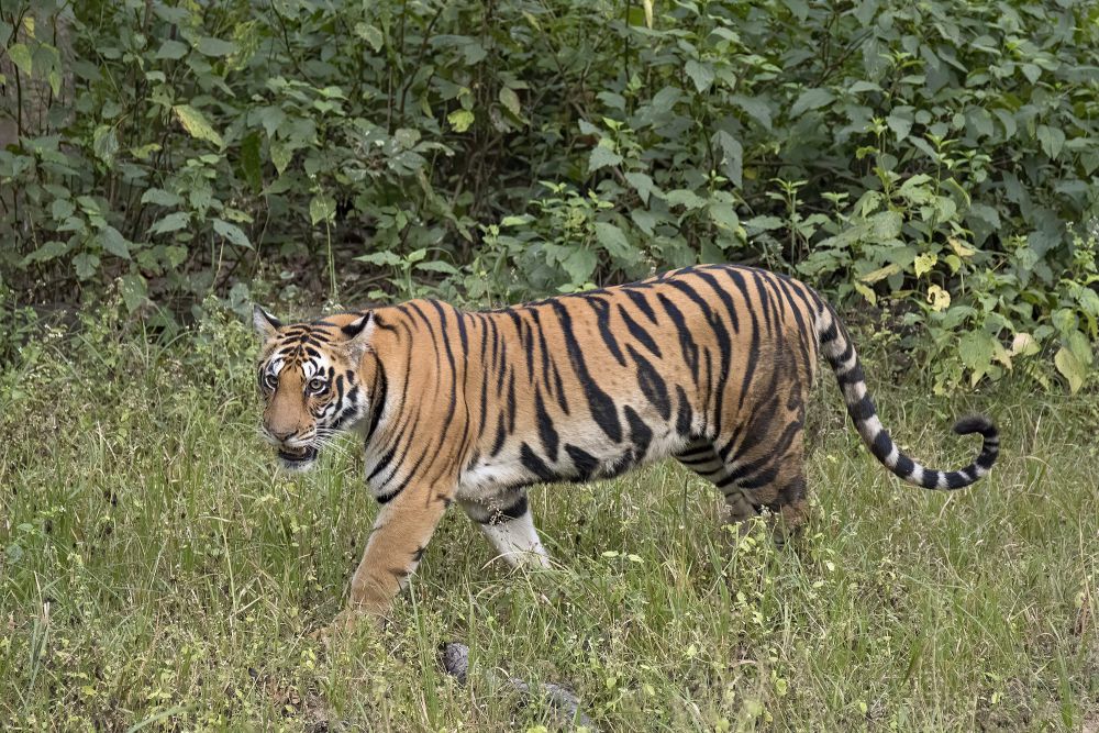 8 Fakta Mengerikan Harimau Benggala, Seberapa Berbahaya Mereka?