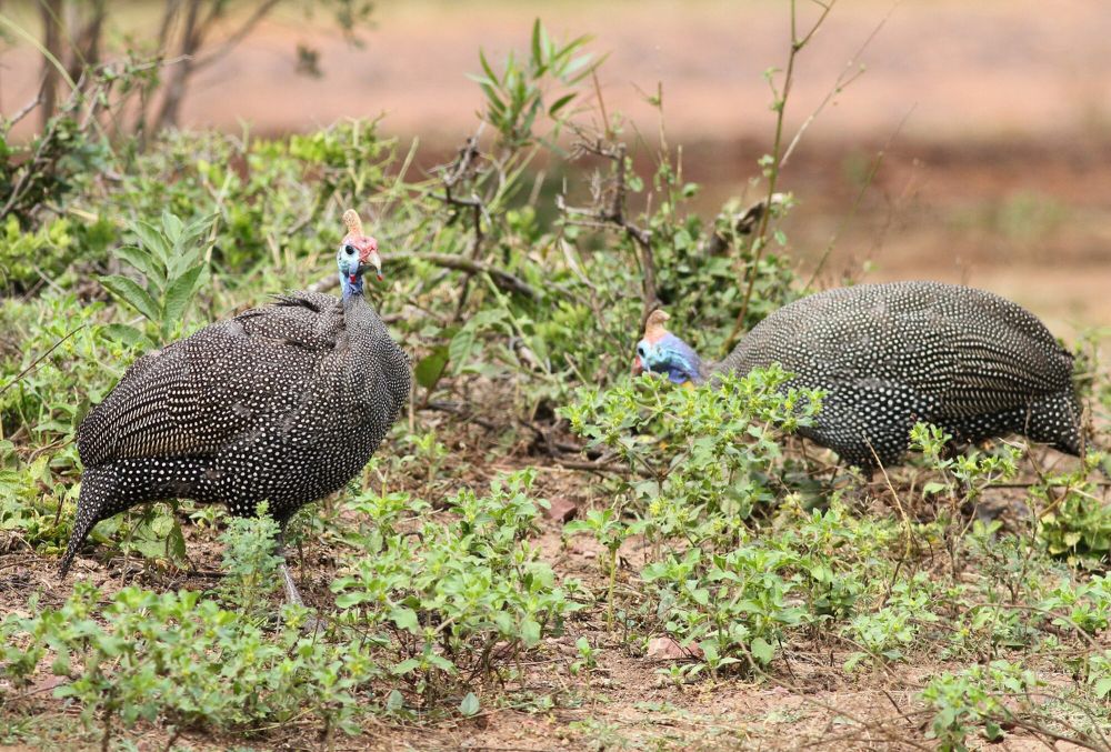 6 Fakta Ayam Guinea Berjambul, Bertarung Menarik Perhatian Betina