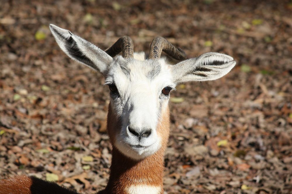 6 Fakta Dama Gazelle, Berbagi Sinyal Khusus Saat Ada Ancaman Mendekat