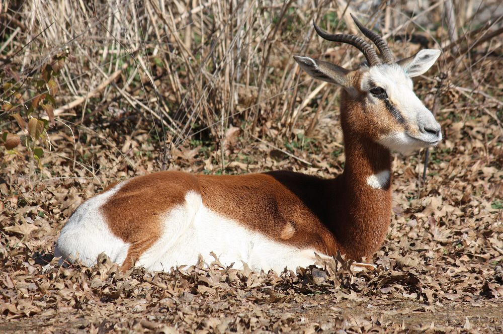 6 Fakta Dama Gazelle, Berbagi Sinyal Khusus Saat Ada Ancaman Mendekat