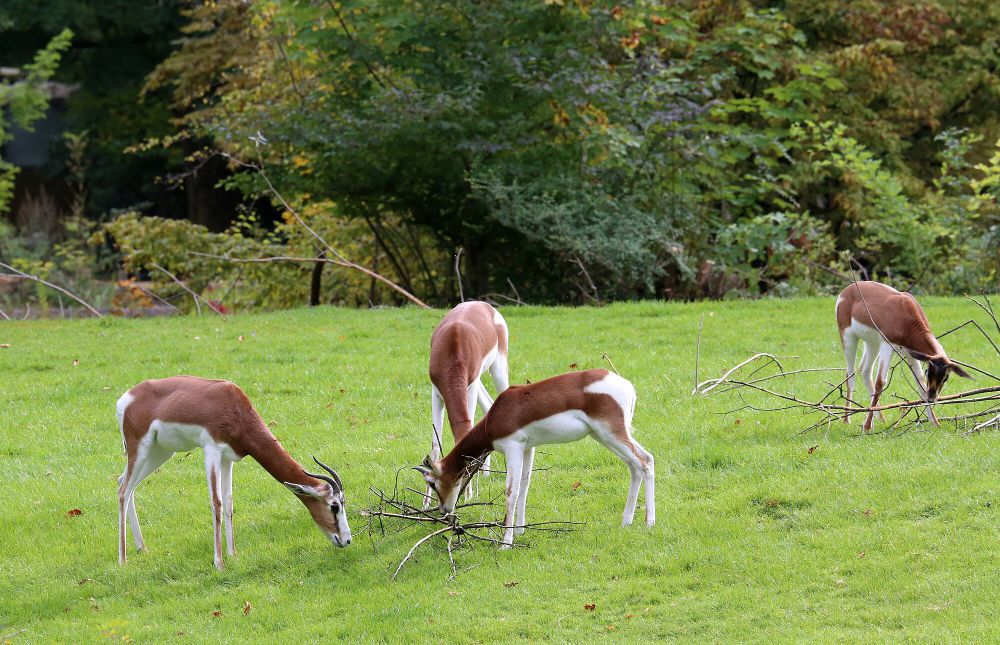 6 Fakta Dama Gazelle, Berbagi Sinyal Khusus Saat Ada Ancaman Mendekat