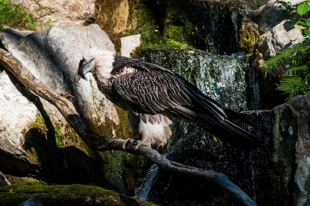 8 Fakta Unik Hering Berjanggut, Si Pemakan Tulang Belulang dan Pendiam