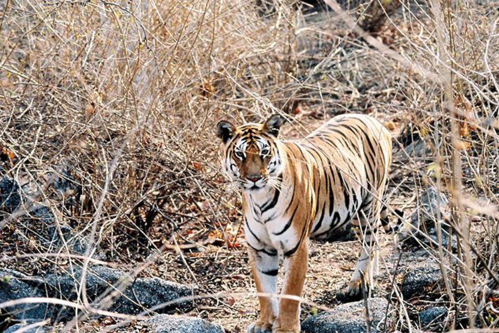 8 Fakta Mengerikan Harimau Benggala, Seberapa Berbahaya Mereka?