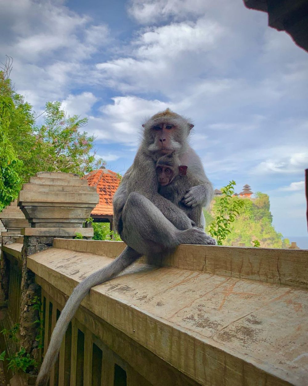 5 Tips Barang Tidak Diambil Monyet di Pura Uluwatu