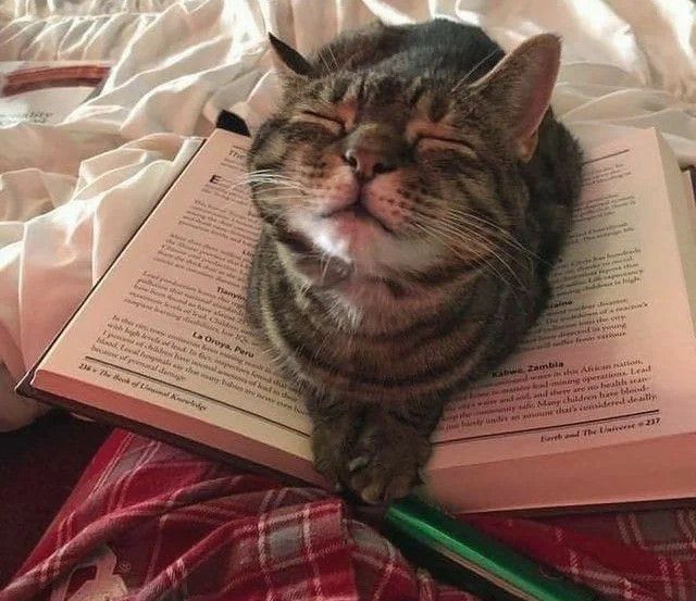 10 Potret Gemas Kucing Lagi Belajar, Ada Ketiduran