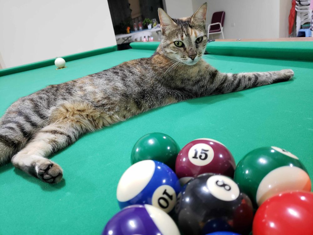 10 Foto Kucing Bersantai di Atas Meja Biliar, Malah Ngalangin Bola!