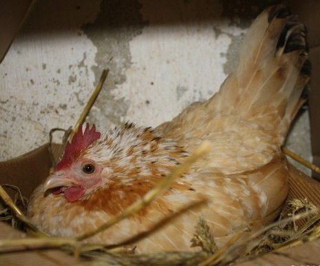 6 Fakta Ayam Serama, Ayam Terkecil di Dunia 