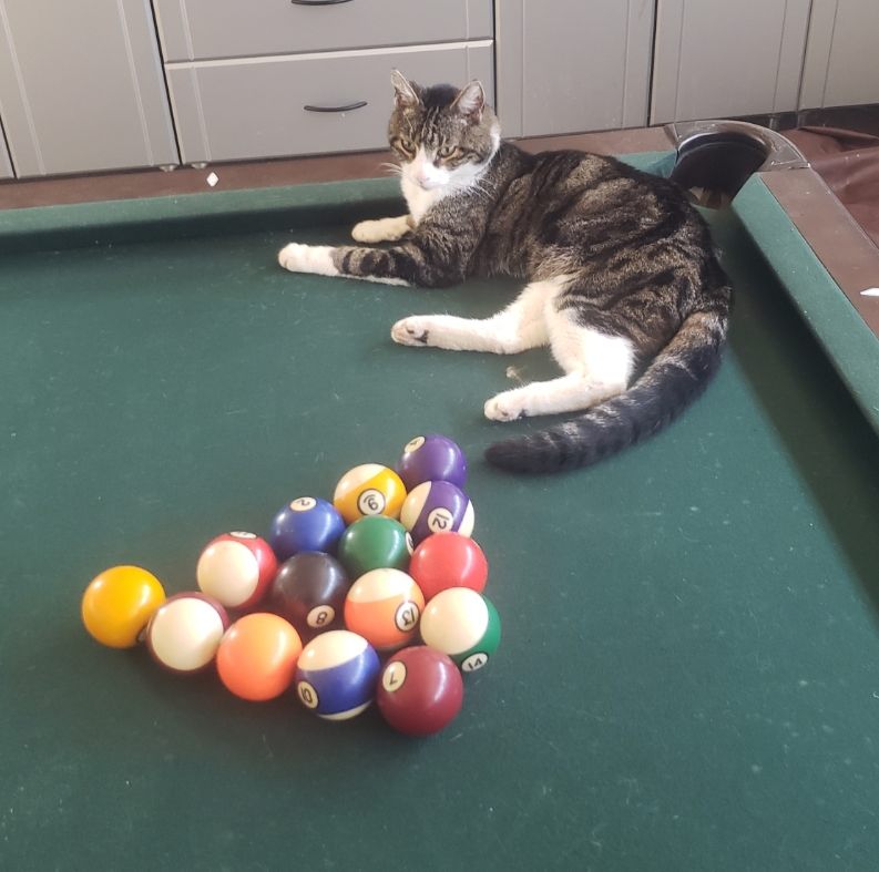 10 Foto Kucing Bersantai di Atas Meja Biliar, Malah Ngalangin Bola!