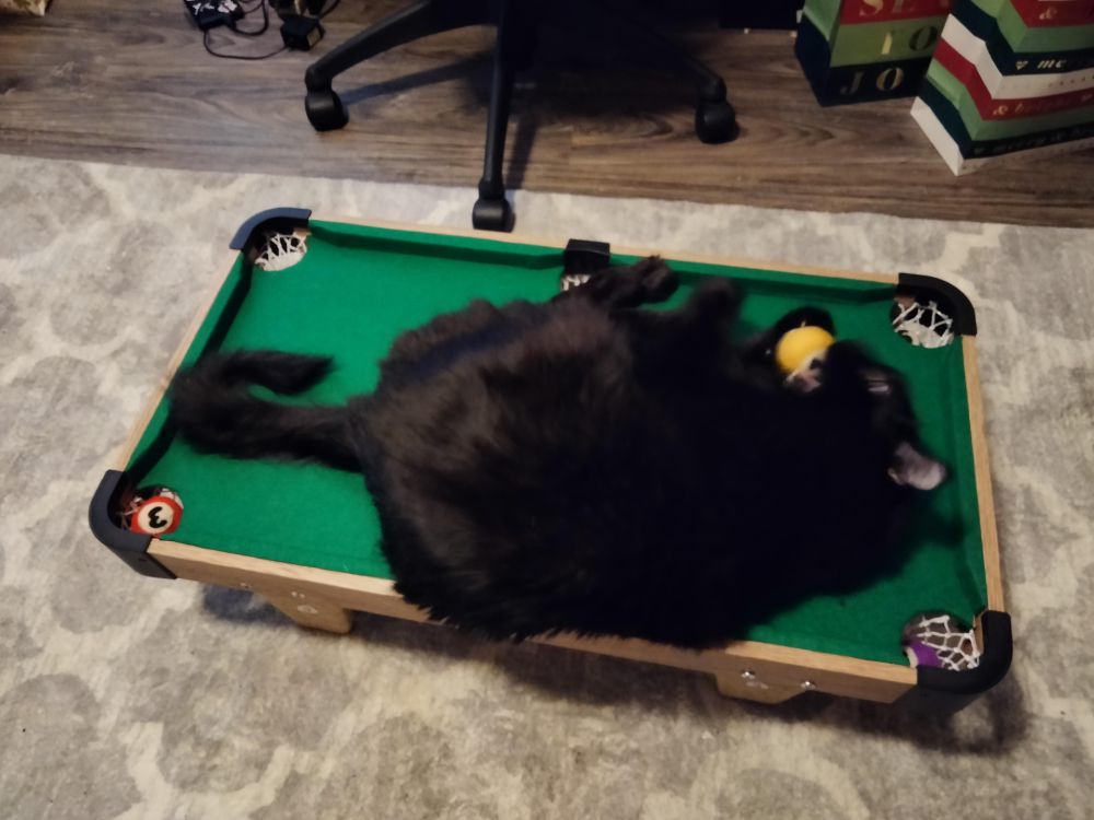 10 Foto Kucing Bersantai di Atas Meja Biliar, Malah Ngalangin Bola!