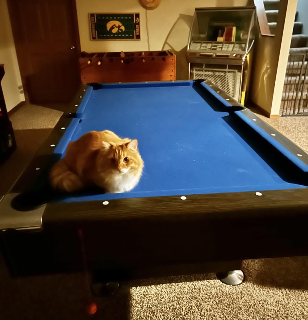 10 Foto Kucing Bersantai di Atas Meja Biliar, Malah Ngalangin Bola!