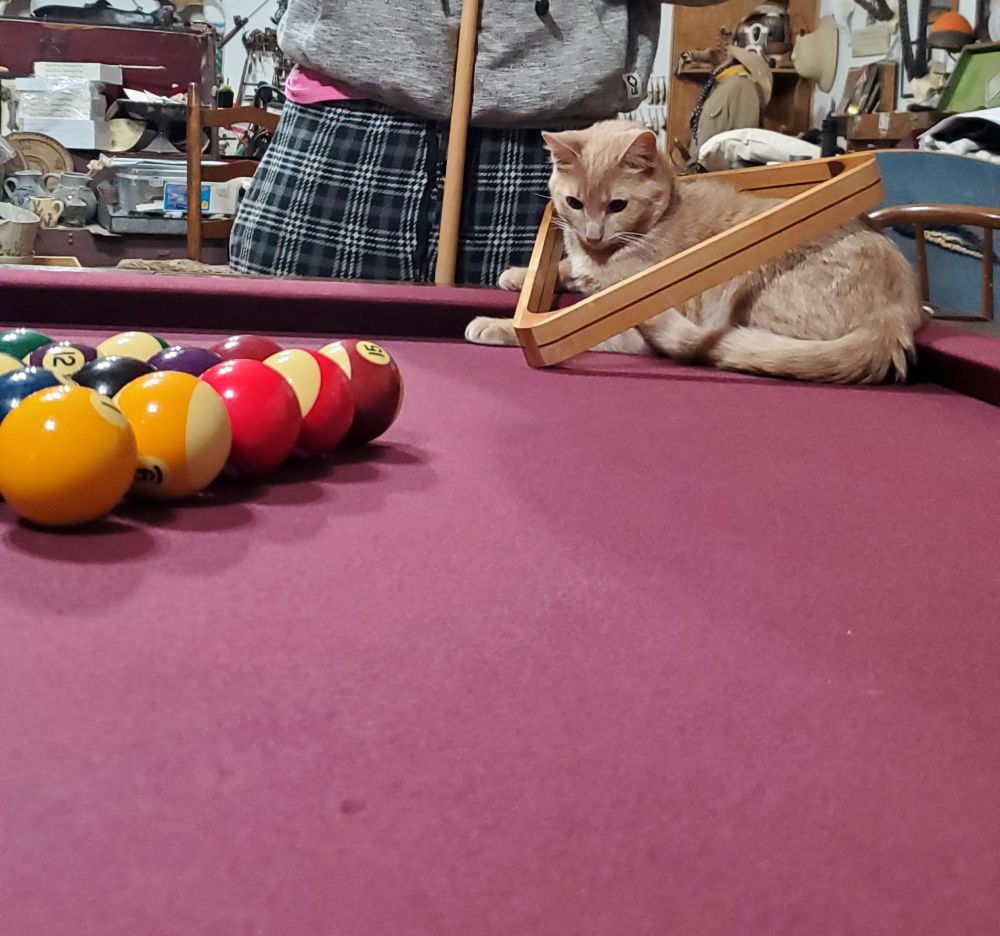 10 Foto Kucing Bersantai di Atas Meja Biliar, Malah Ngalangin Bola!