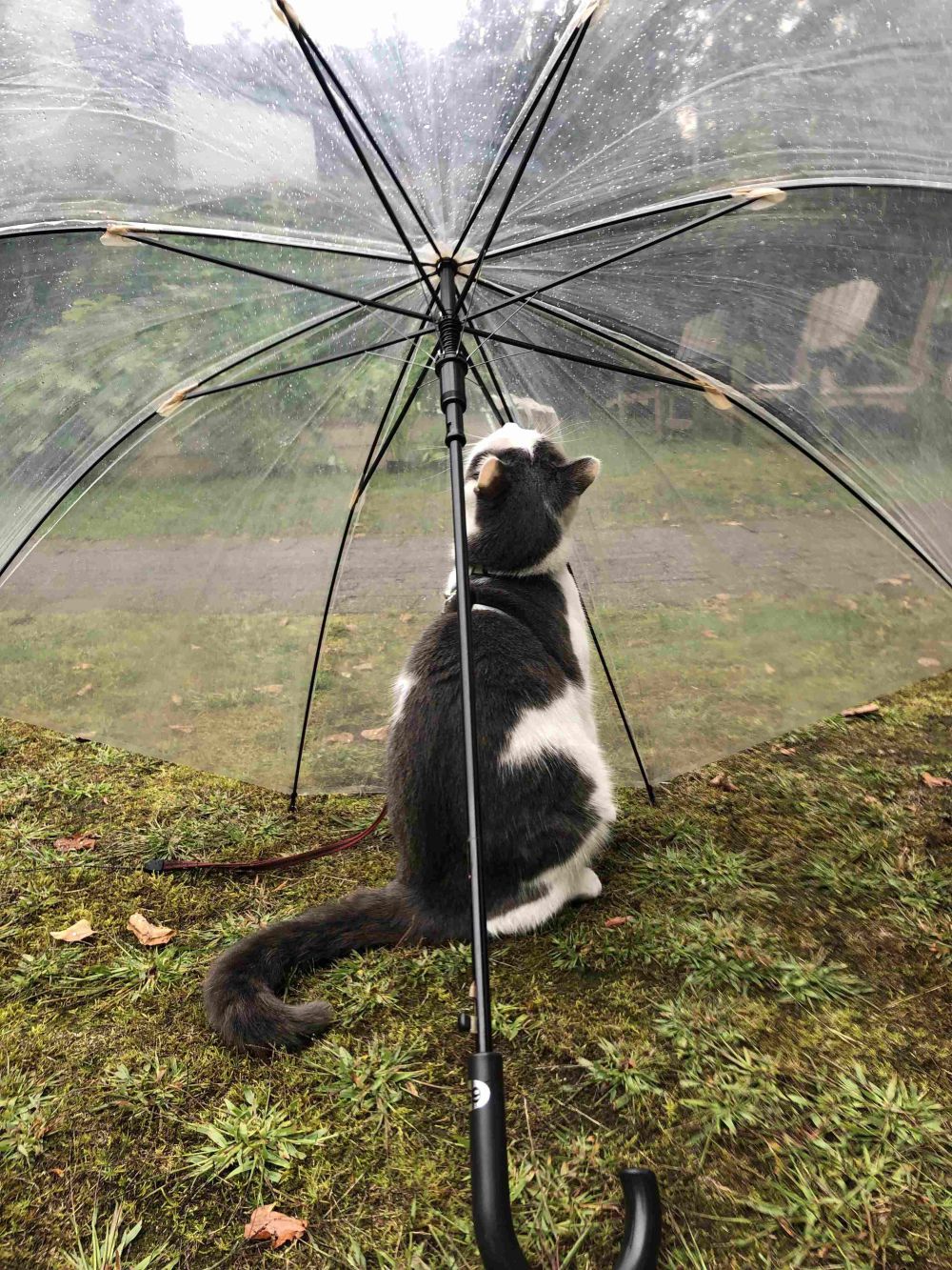 10 Foto Gemas Kucing Nongkrong di Bawah Payung, Lucu-Lucu!