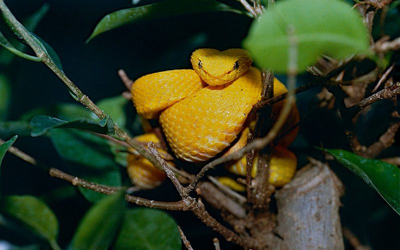 5 Fakta Viper Bulu Mata, Ular Kecil dengan Tubuh yang Cantik