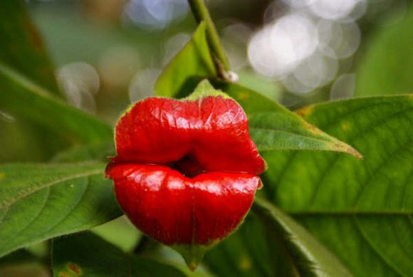 9 Fakta Tanaman Bibir Merah, Jadi Obat untuk Berbagai Gejala Penyakit