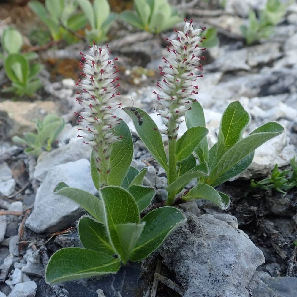 7 Flora Unik Yang Ada Di Bioma Tundra, Hidup Di Suhu Ekstrim