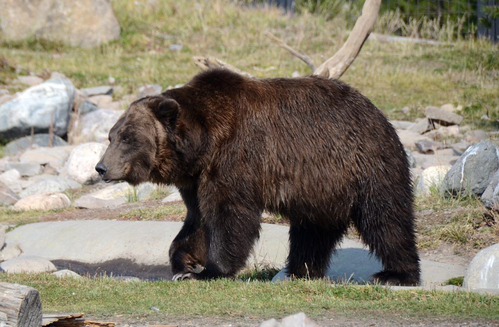 9 Fakta Beruang Grizzly, Penciumannya Lebih Tajam dari Anjing Pelacak