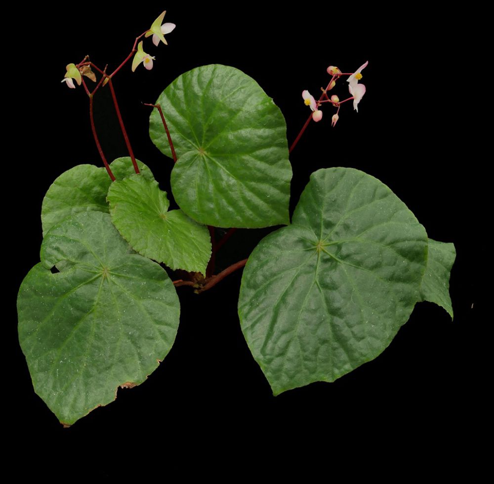 5 Spesies Baru Begonia asal Indonesia, Kamu Harus Tahu!