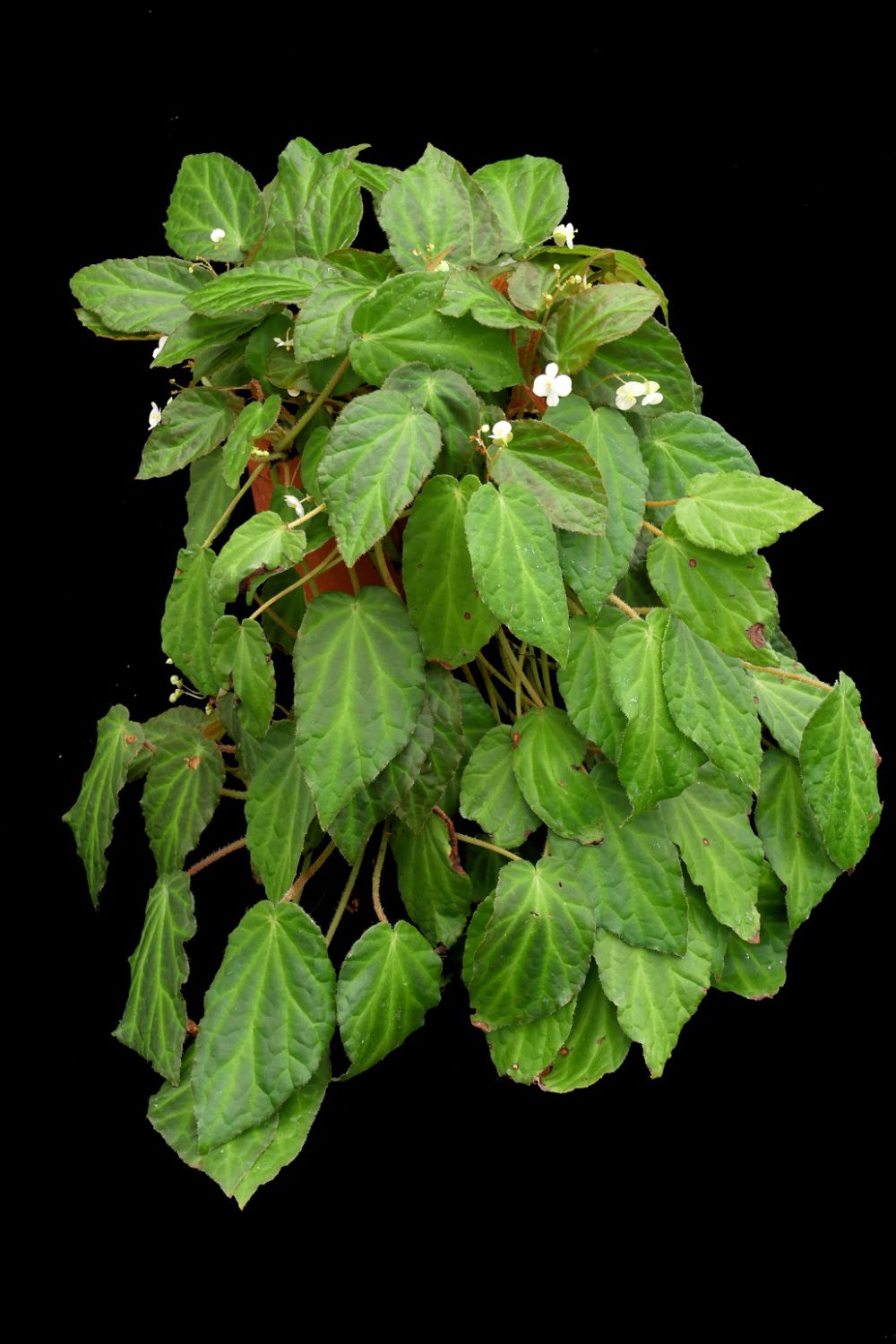 5 Spesies Baru Begonia asal Indonesia, Kamu Harus Tahu!