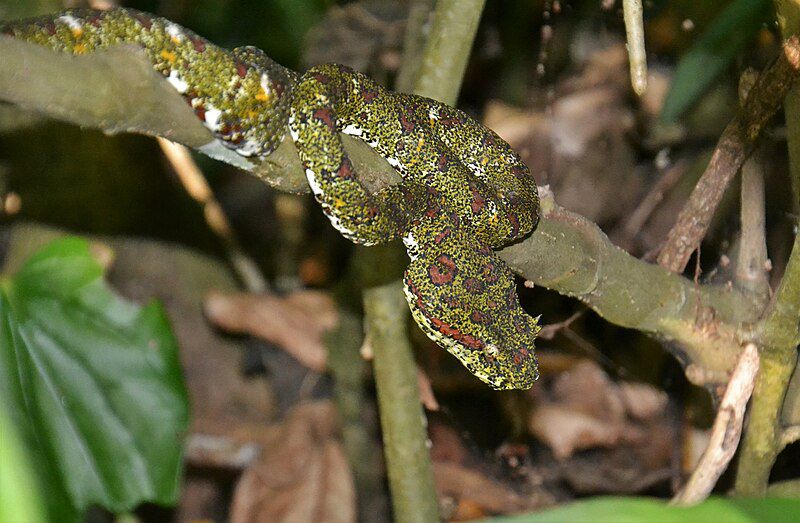 5 Fakta Viper Bulu Mata, Ular Kecil dengan Tubuh yang Cantik