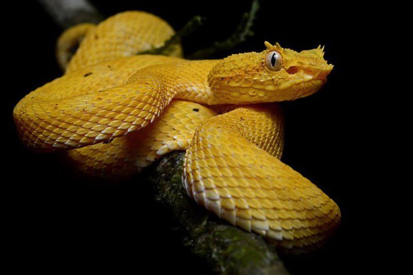 5 Fakta Viper Bulu Mata, Ular Kecil dengan Tubuh yang Cantik